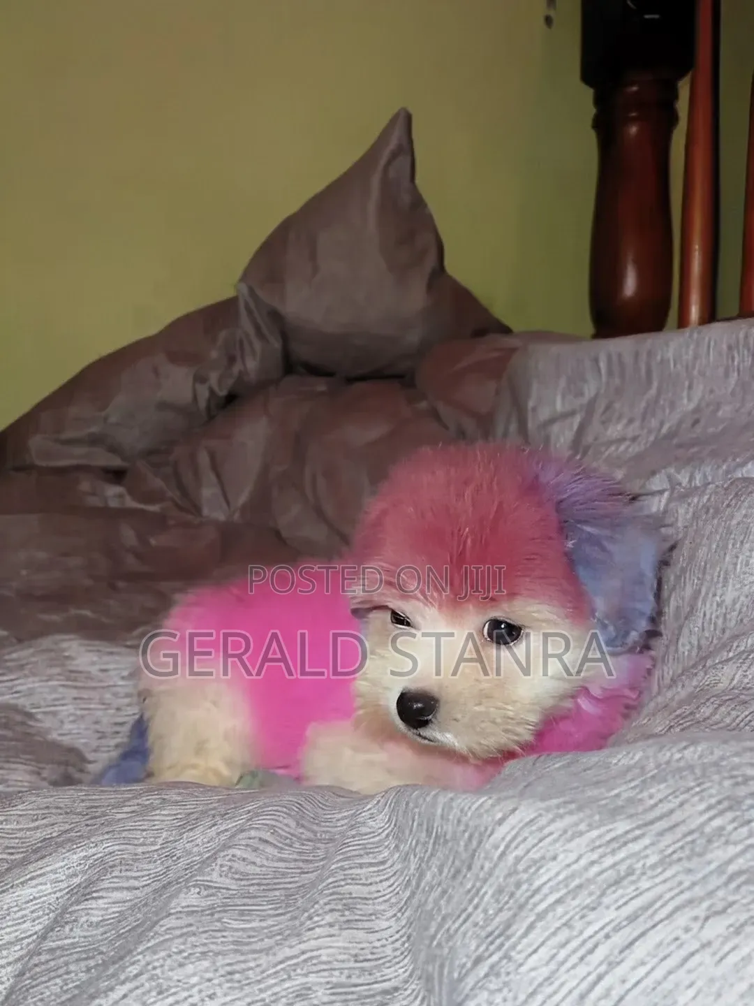 Dog Grooming