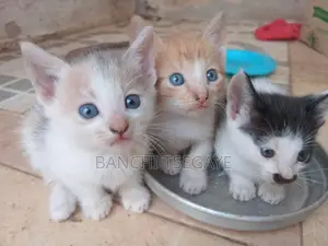 1-3 months Female Mixed Breed Cat