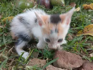 1-3 months Female Mixed Breed Cat