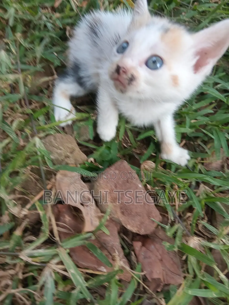 1-3 months Female Mixed Breed Cat