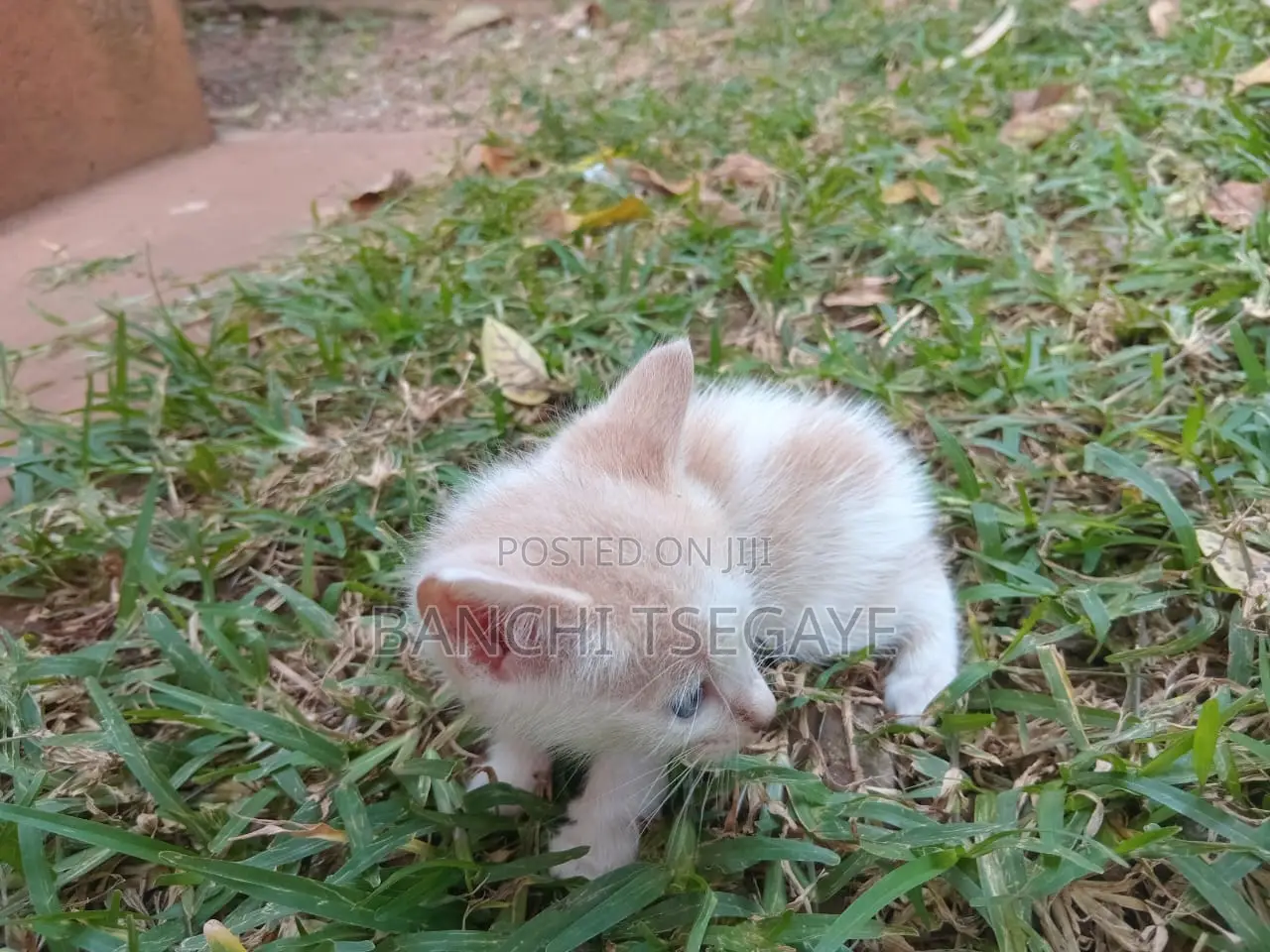 1-3 months Female Mixed Breed Cat