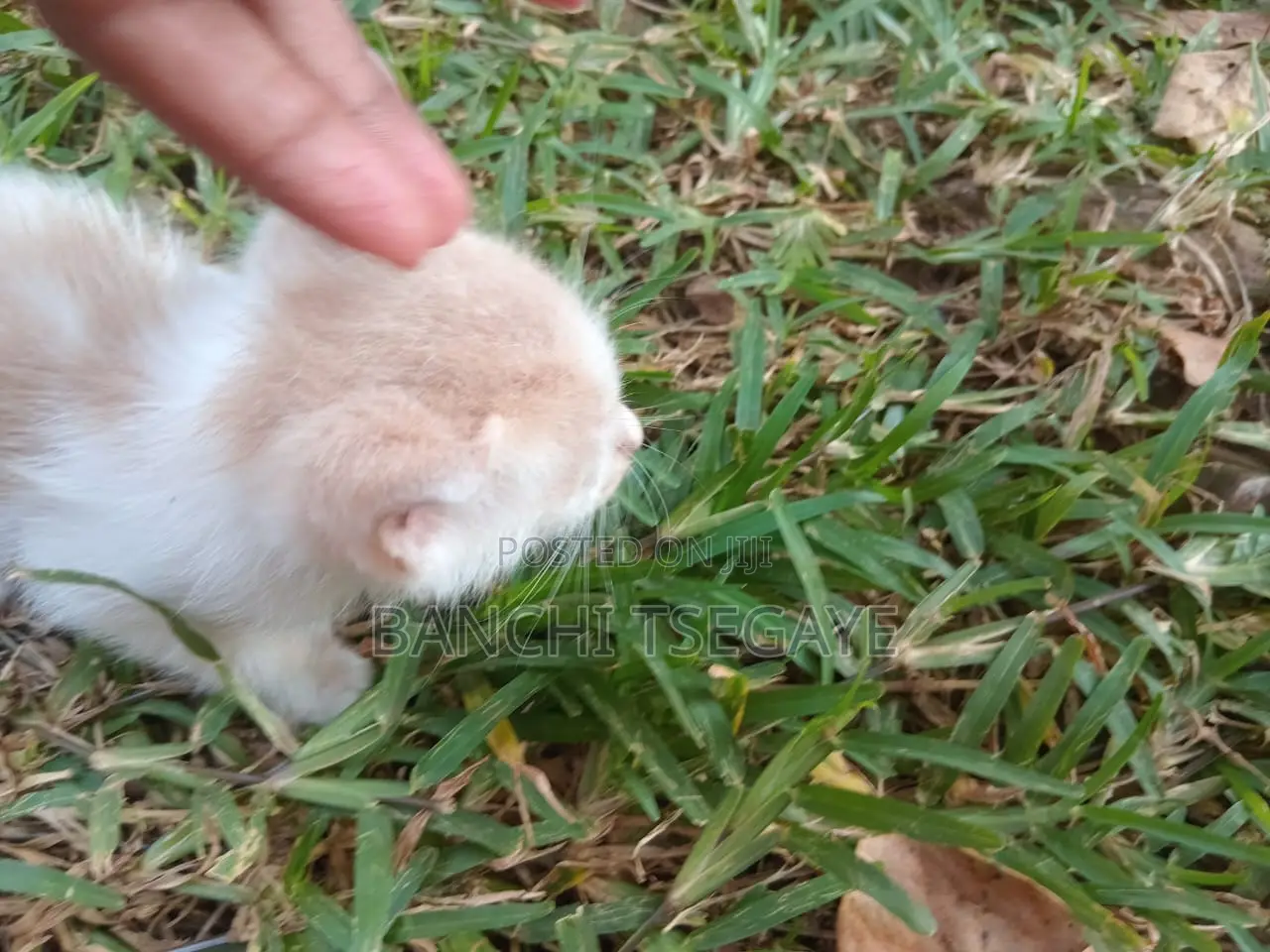 1-3 months Female Mixed Breed Cat