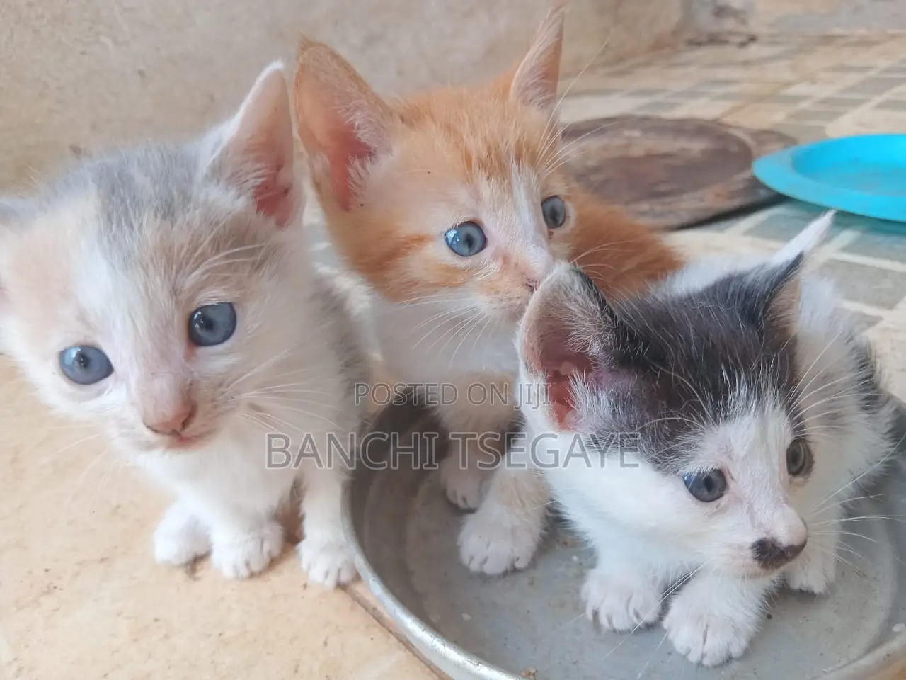 1-3 months Female Mixed Breed Cat