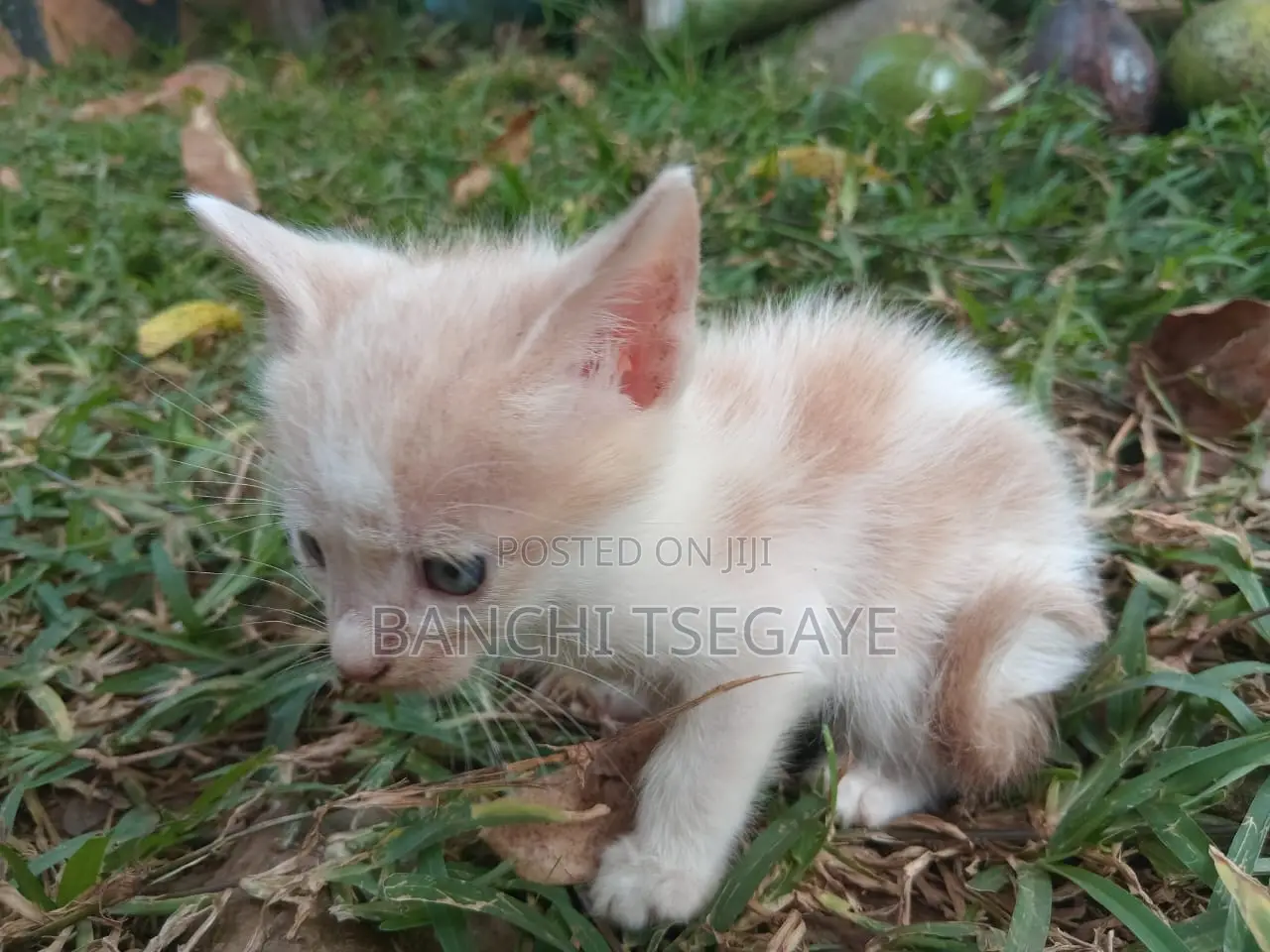 1-3 months Female Mixed Breed Cat