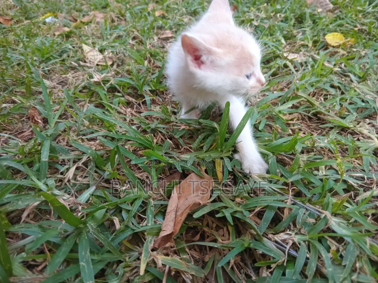 1-3 months Female Mixed Breed Cat