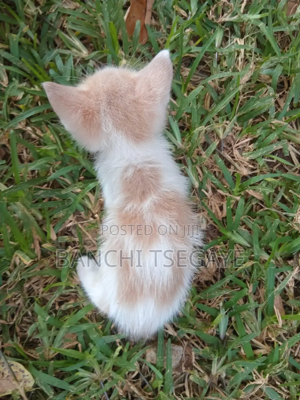 1-3 months Female Mixed Breed Cat