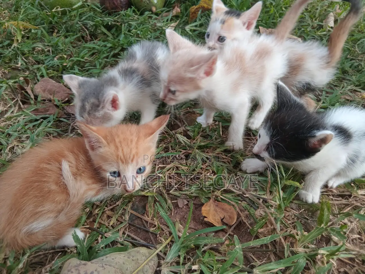 1-3 months Female Mixed Breed Cat