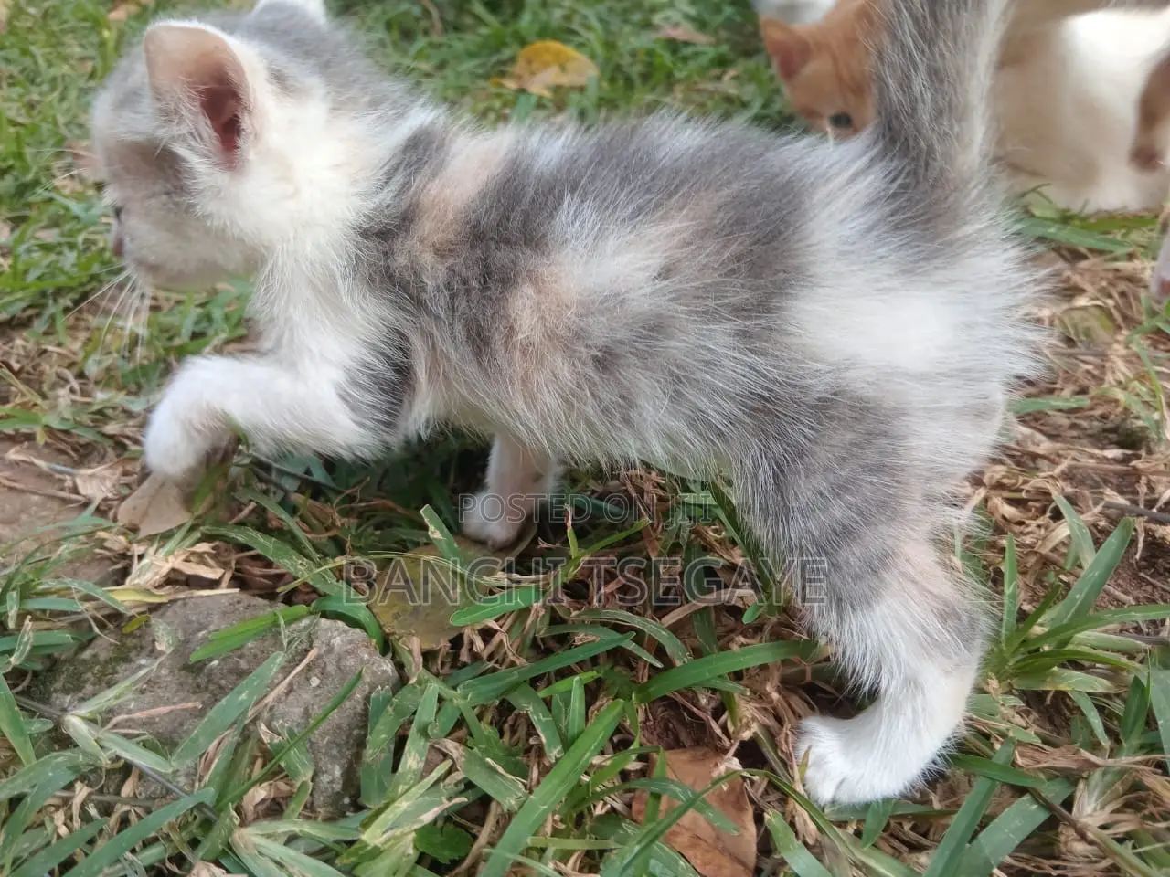 1-3 months Female Mixed Breed Cat