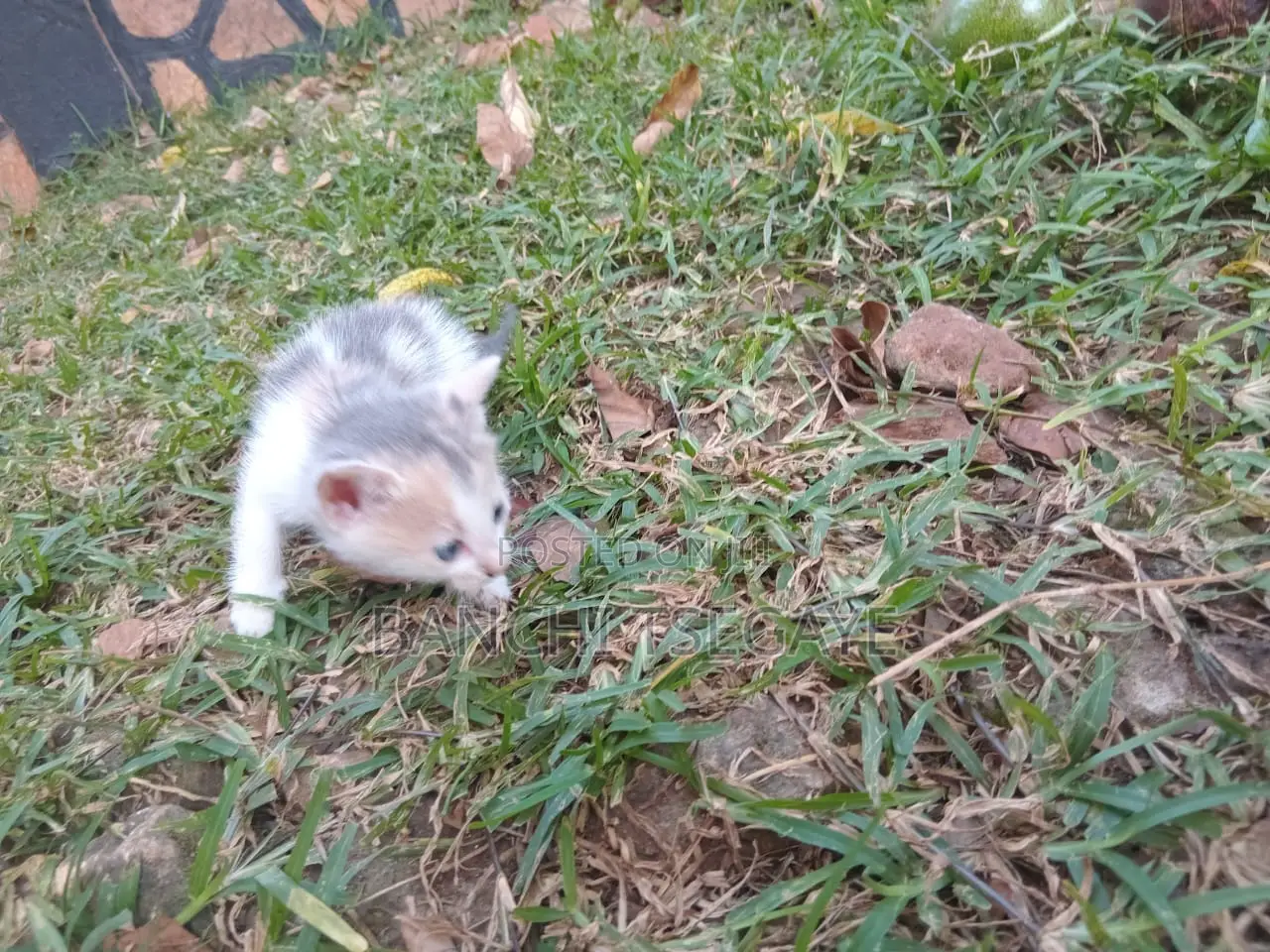 1-3 months Female Mixed Breed Cat