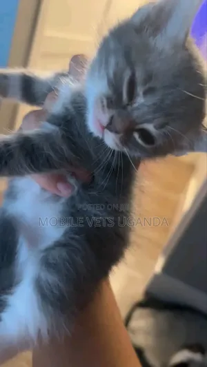 0-1 month Female Purebred Nebelung