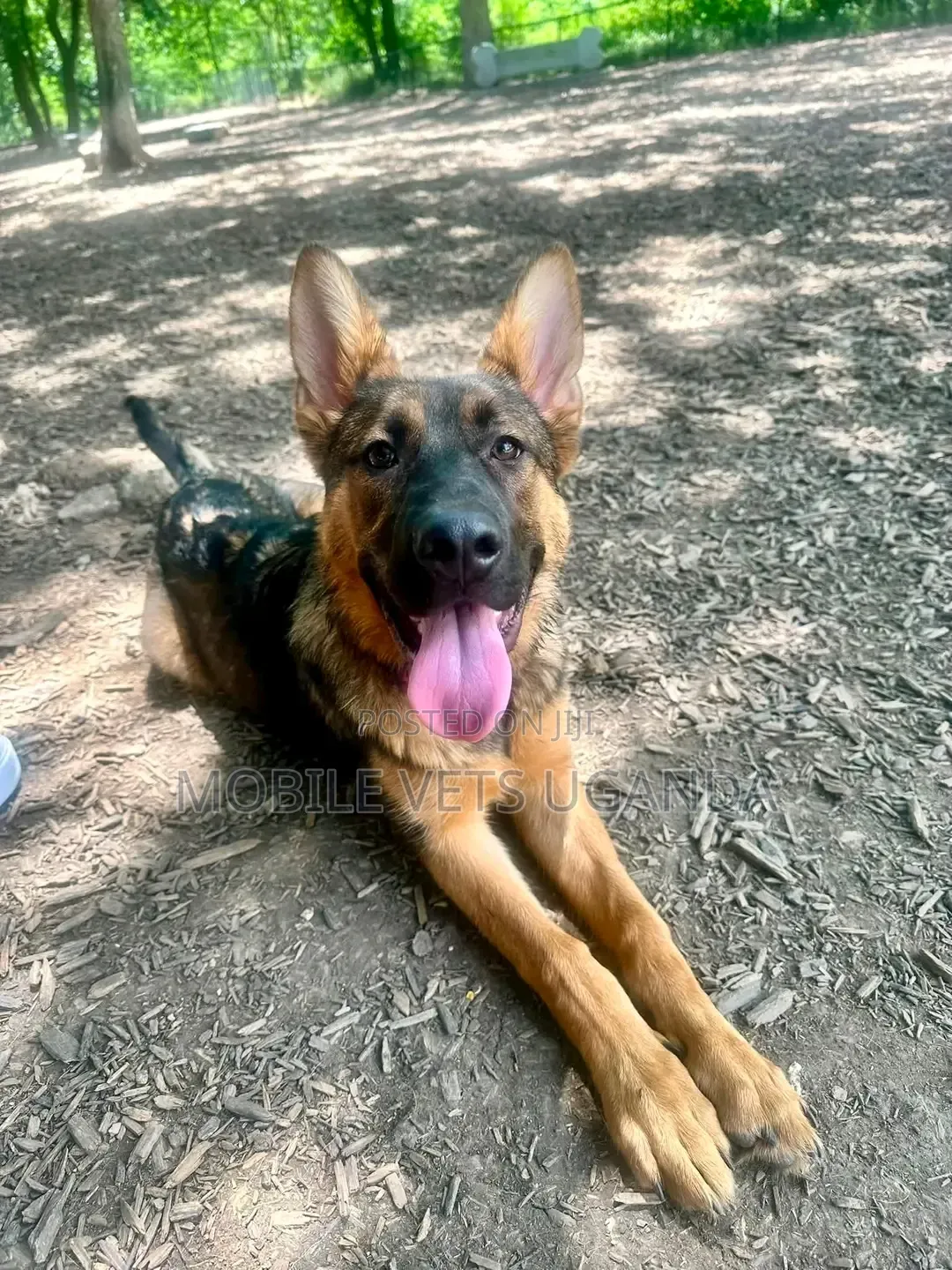 1-3 months Female Purebred German Shepherd