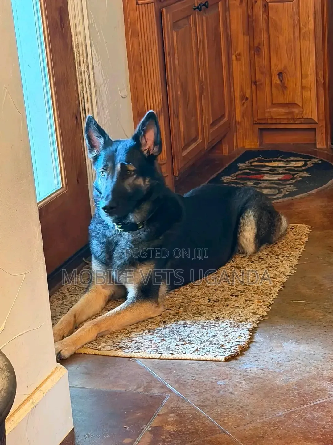 6-12 months Female Purebred German Shepherd