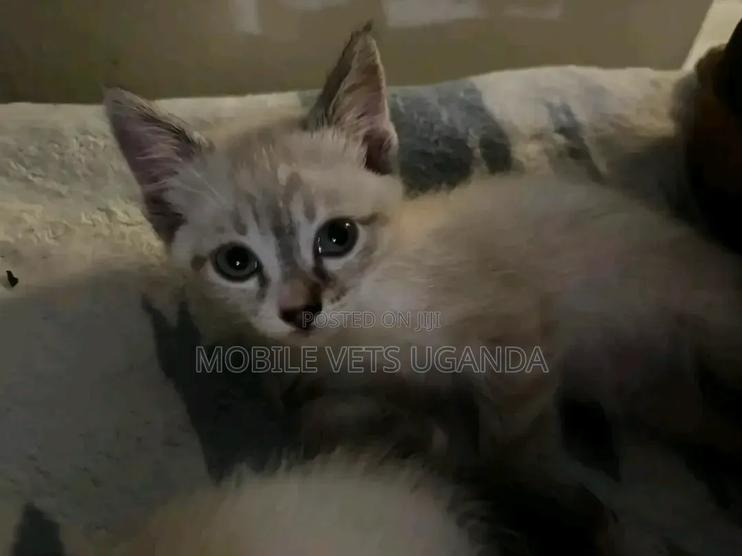 1-3 months Male Purebred Burmilla