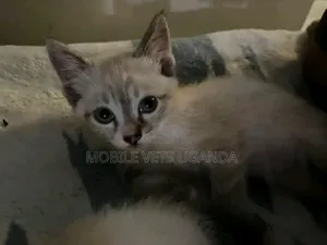1-3 months Male Purebred Burmilla