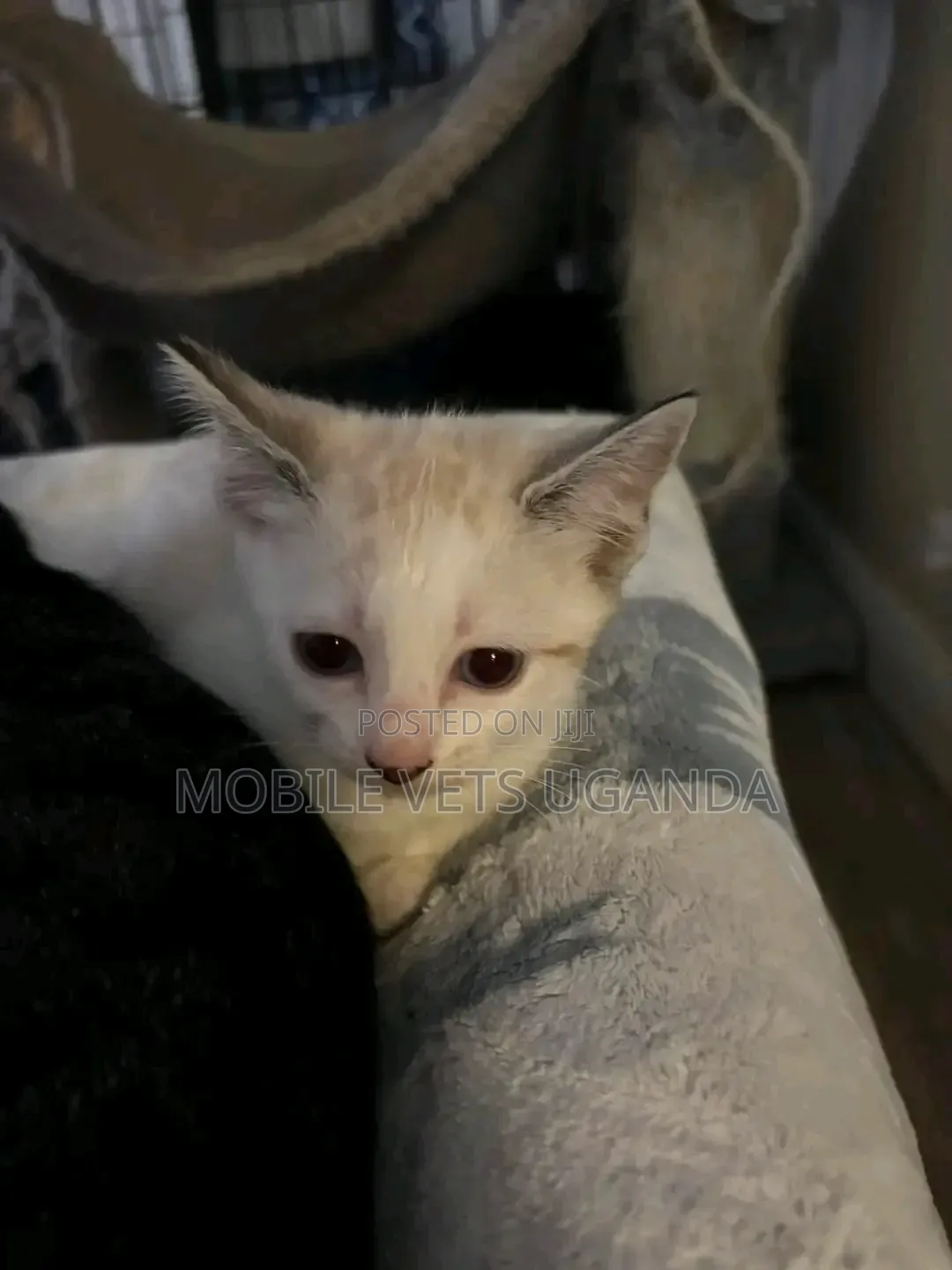 0-1 month Male Purebred American Bobtail