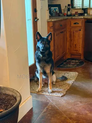1-3 months Male Purebred German Shepherd