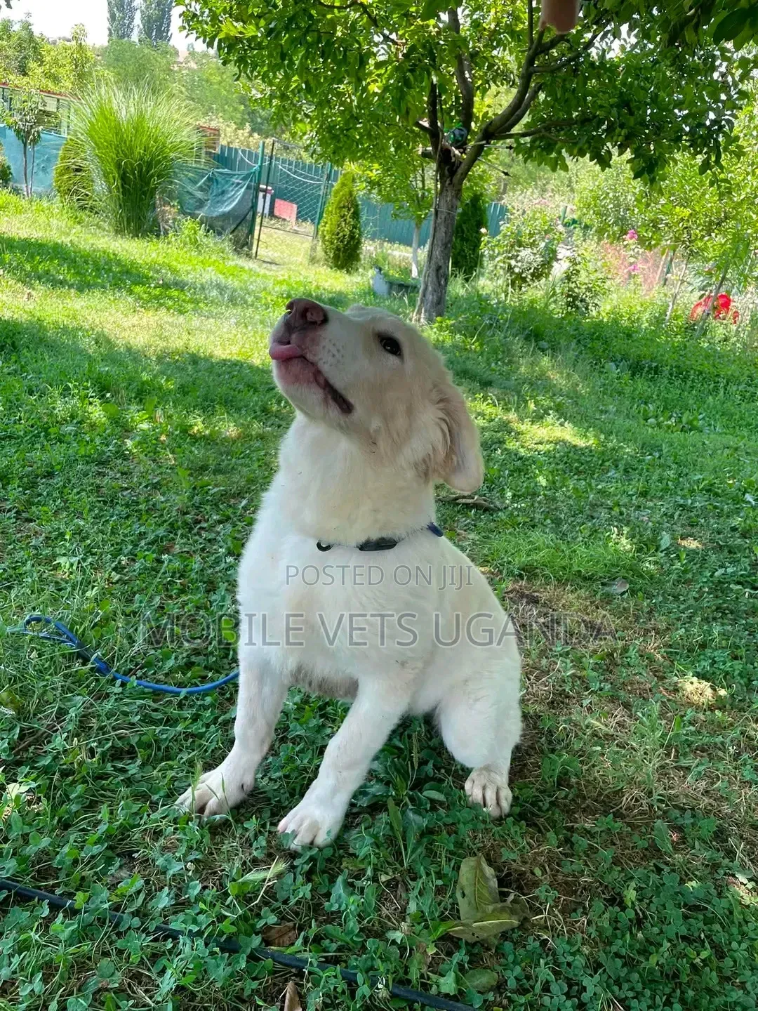 1-3 months Male Purebred Japanese Spitz