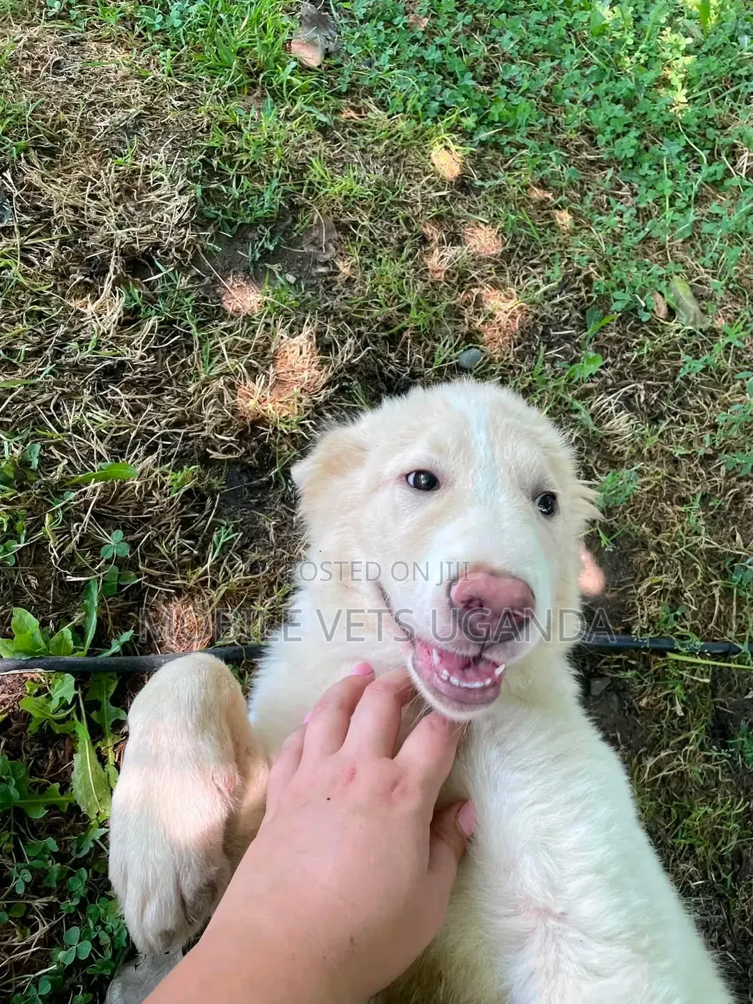 3-6 months Male Purebred Siberian Husky