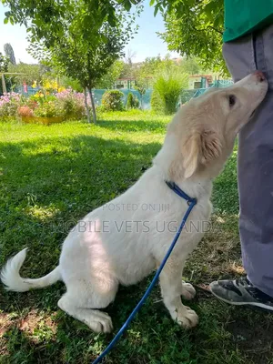 1-3 months Male Purebred German Shepherd