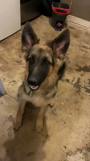 3-6 months Male Purebred German Shepherd