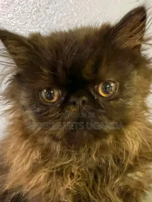 1-3 months Male Purebred Persian
