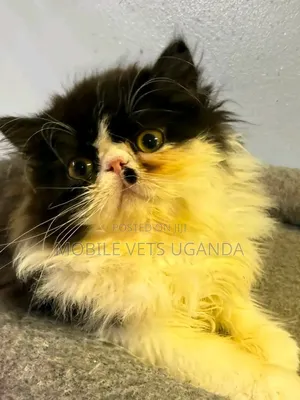 0-1 month Male Purebred Persian