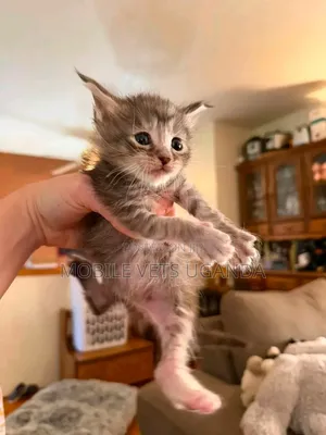0-1 month Male Purebred Bombay