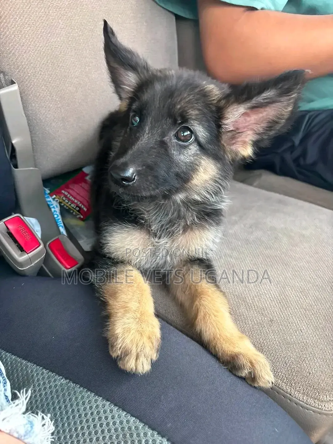 1-3 months Female Purebred German Shepherd