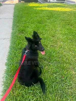 1+ year Female Purebred German Shepherd