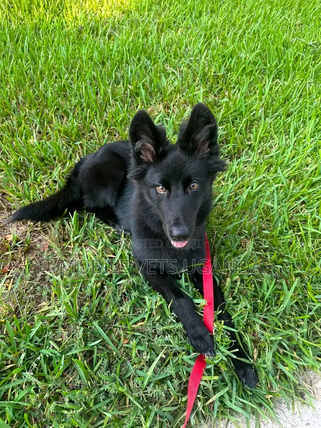 1-3 months Female Purebred German Shepherd