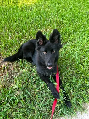 1-3 months Female Purebred German Shepherd