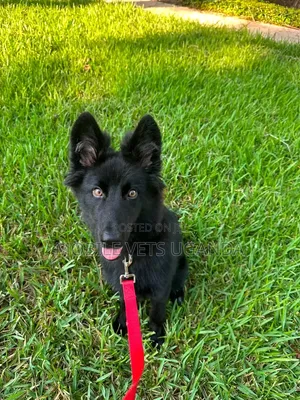 1-3 months Female Purebred German Shepherd