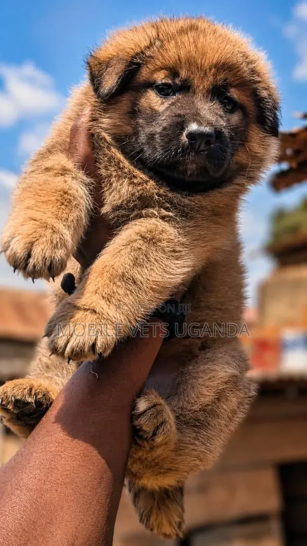 0-1 month Female Purebred German Shepherd