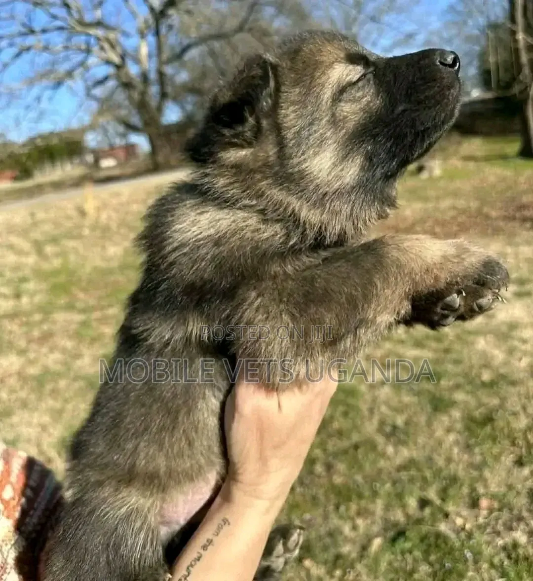 0-1 month Male Purebred German Shepherd
