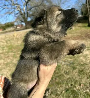 0-1 month Male Purebred German Shepherd