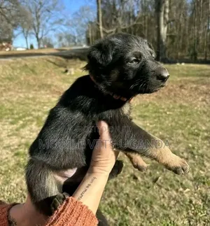 0-1 month Female Purebred German Shepherd
