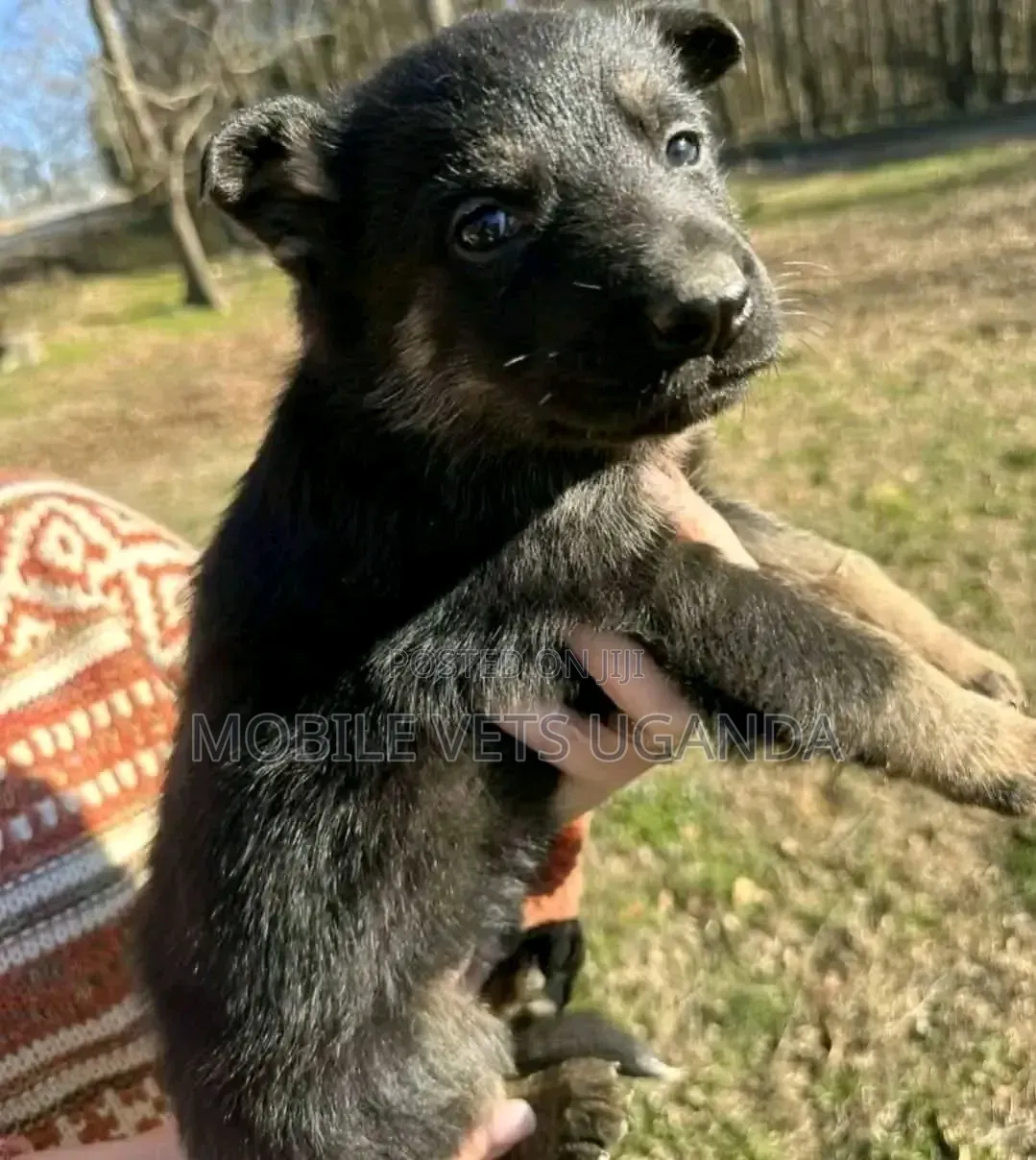 1-3 months Female Purebred German Shepherd