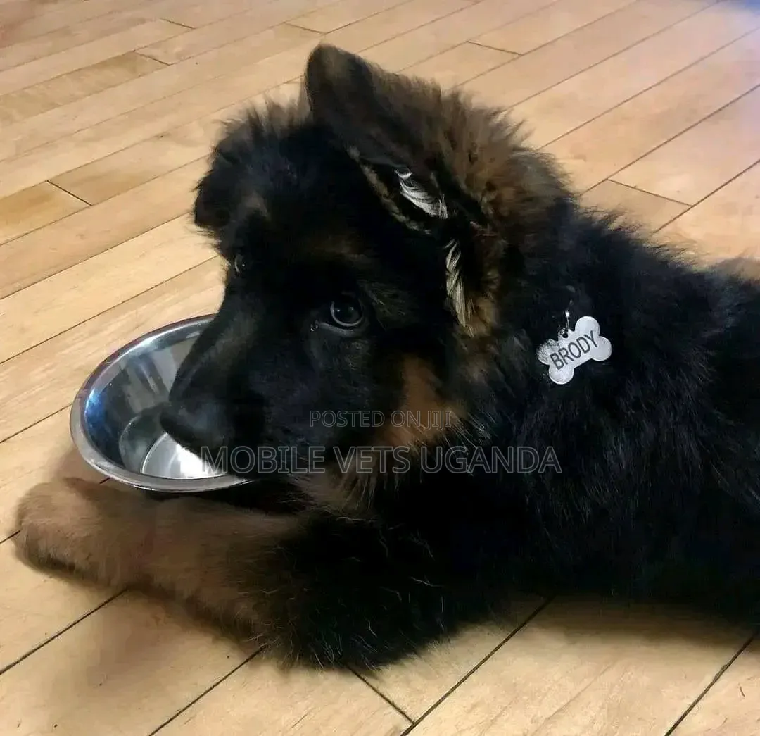 0-1 month Male Purebred German Shepherd