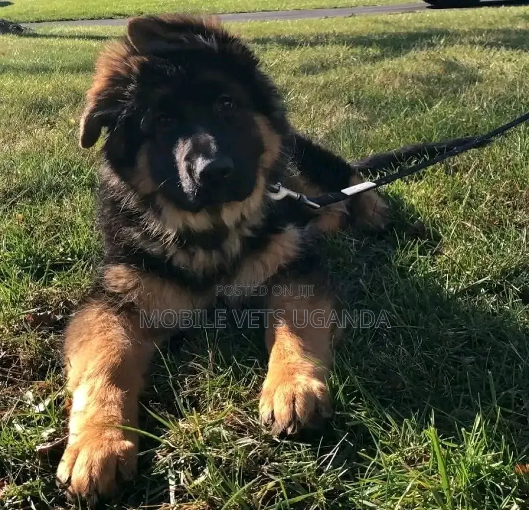 1-3 months Female Purebred German Shepherd