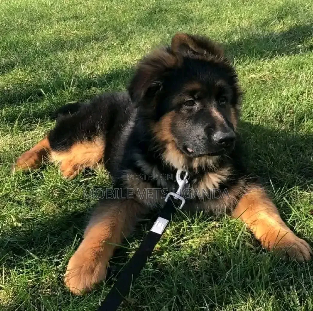 3-6 months Male Purebred German Shepherd