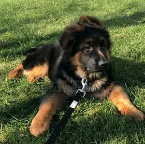 3-6 months Male Purebred German Shepherd