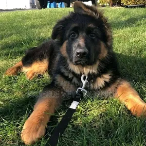 1-3 months Male Purebred German Shepherd