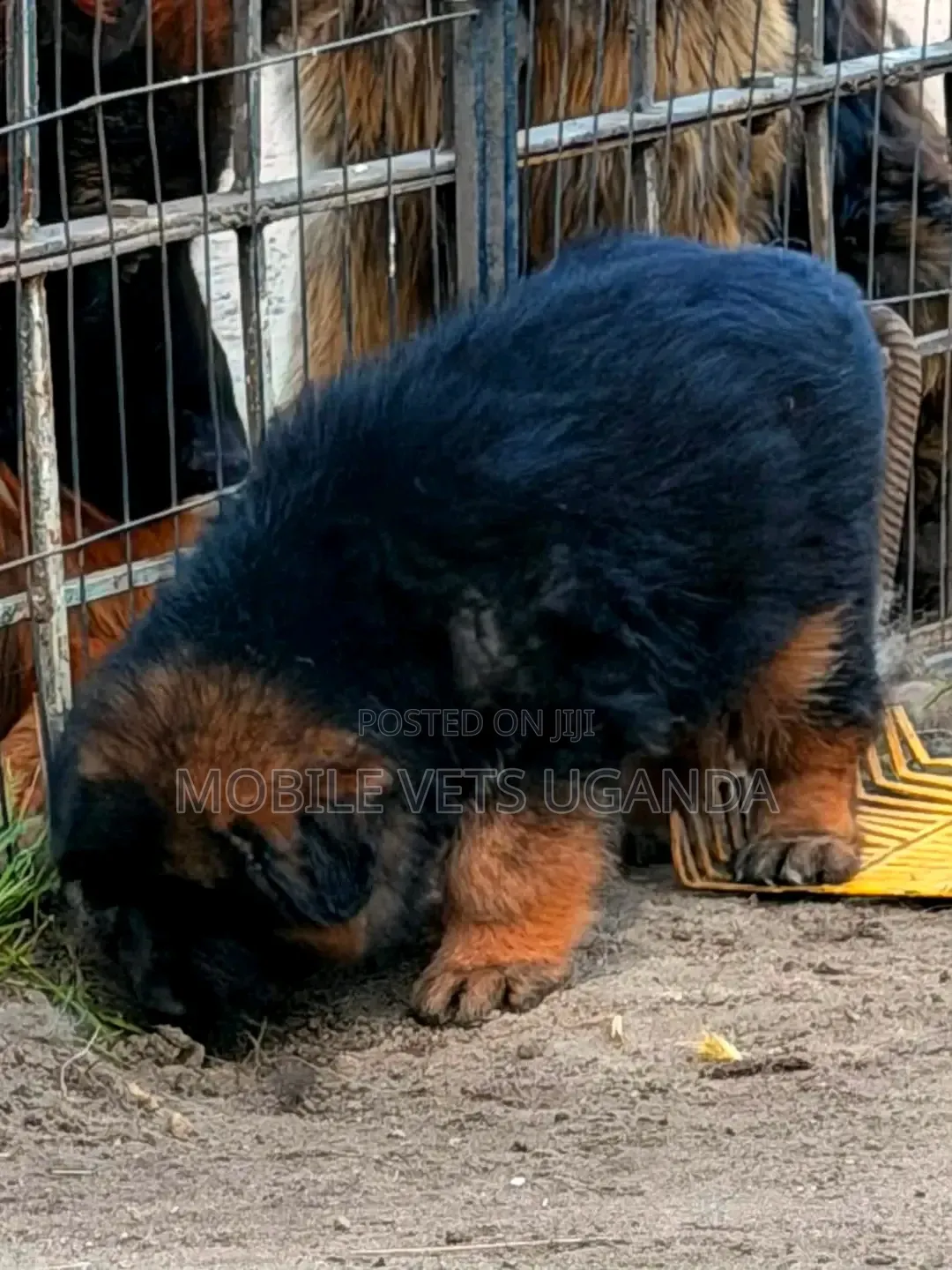 1-3 months Male Purebred German Shepherd