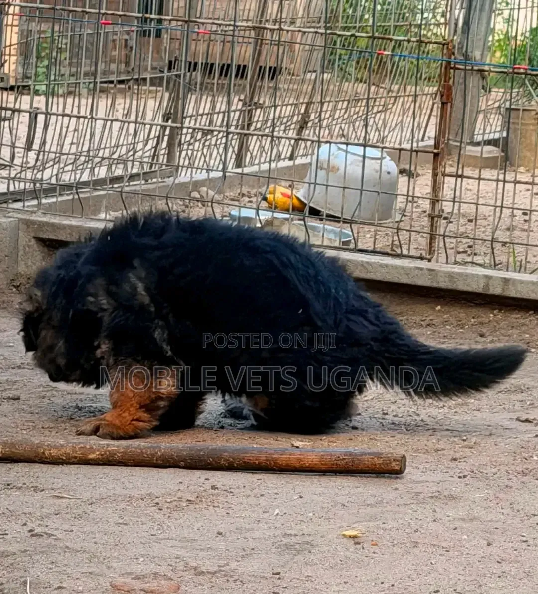 0-1 month Male Purebred German Shepherd