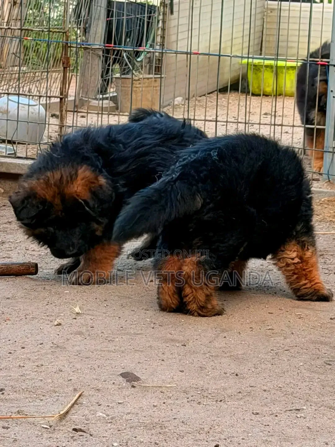 1-3 months Female Purebred German Shepherd