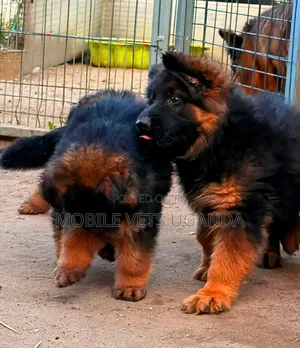 1-3 months Male Purebred German Shepherd