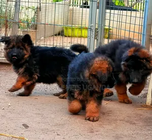 3-6 months Female Purebred German Shepherd