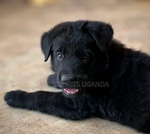 1-3 months Male Purebred German Shepherd