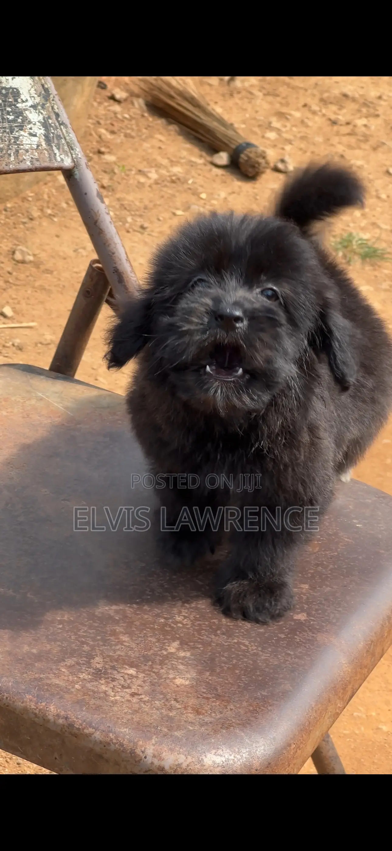 1-3 months Male Purebred Maltese