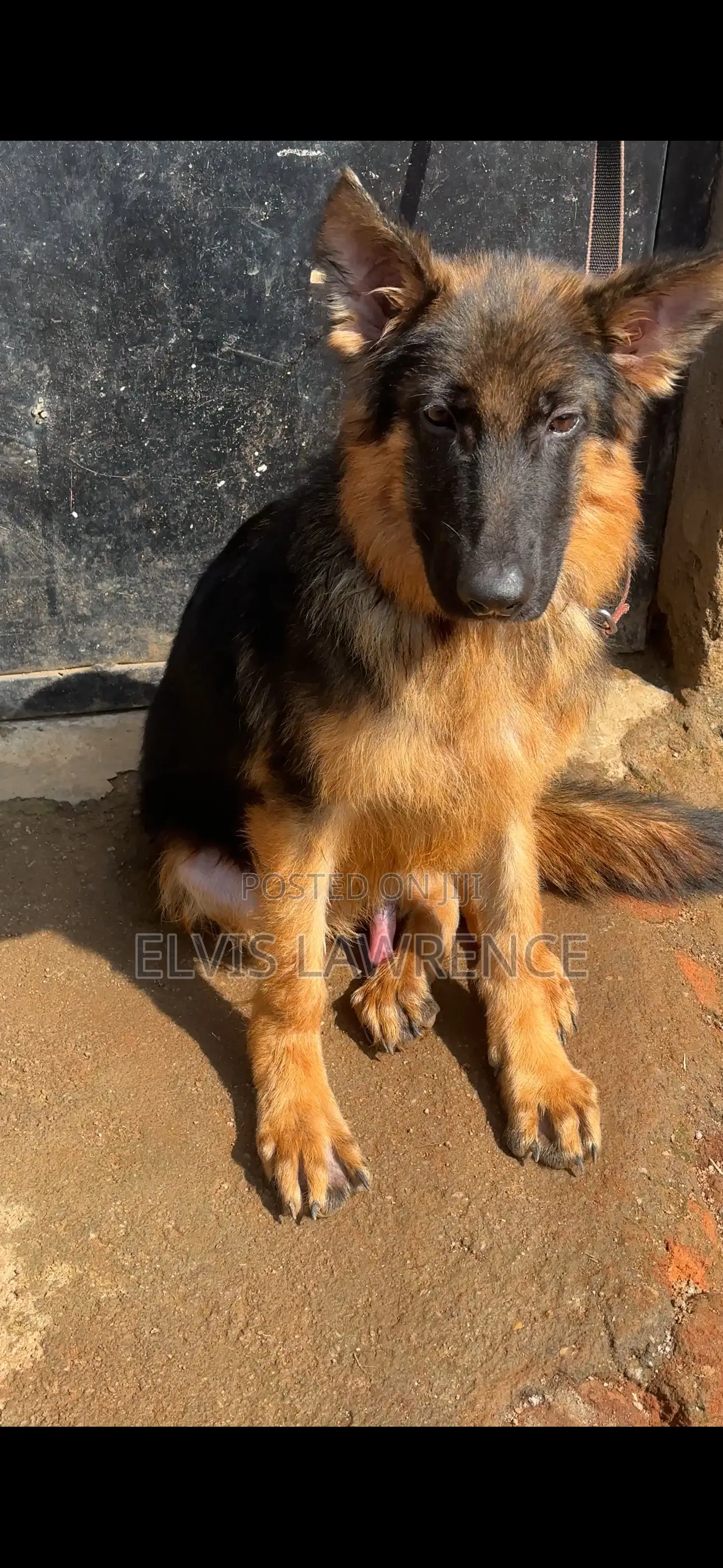1-3 months Male Purebred German Shepherd